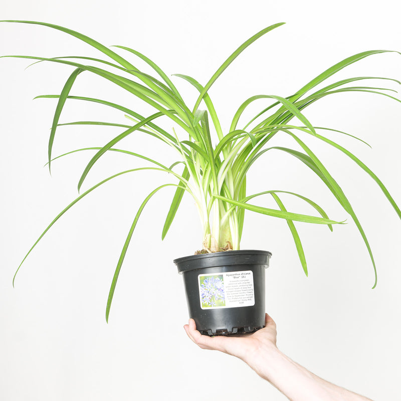 Agapanthus africanus Blue — 17cm / 2L