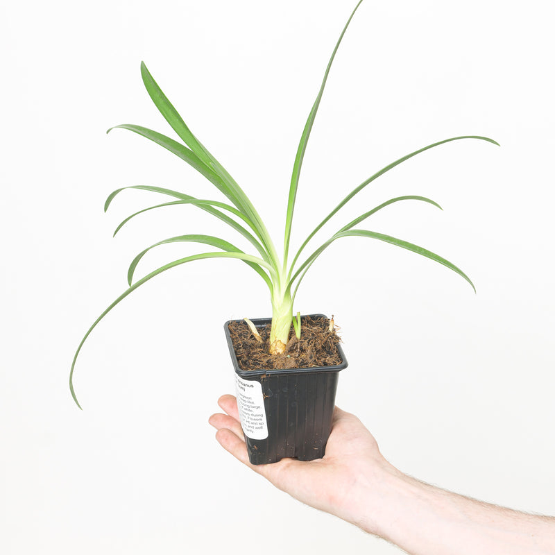 Agapanthus africanus White — 9cm / 0.5L