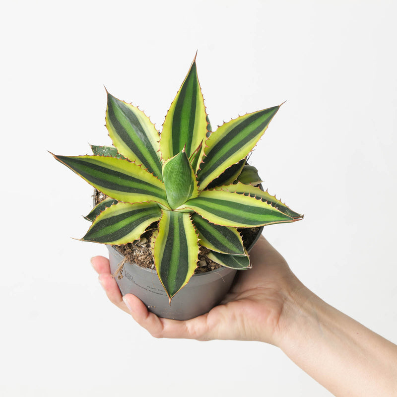 Agave iophantha Quadricolor 12cm Plants Growtropicals