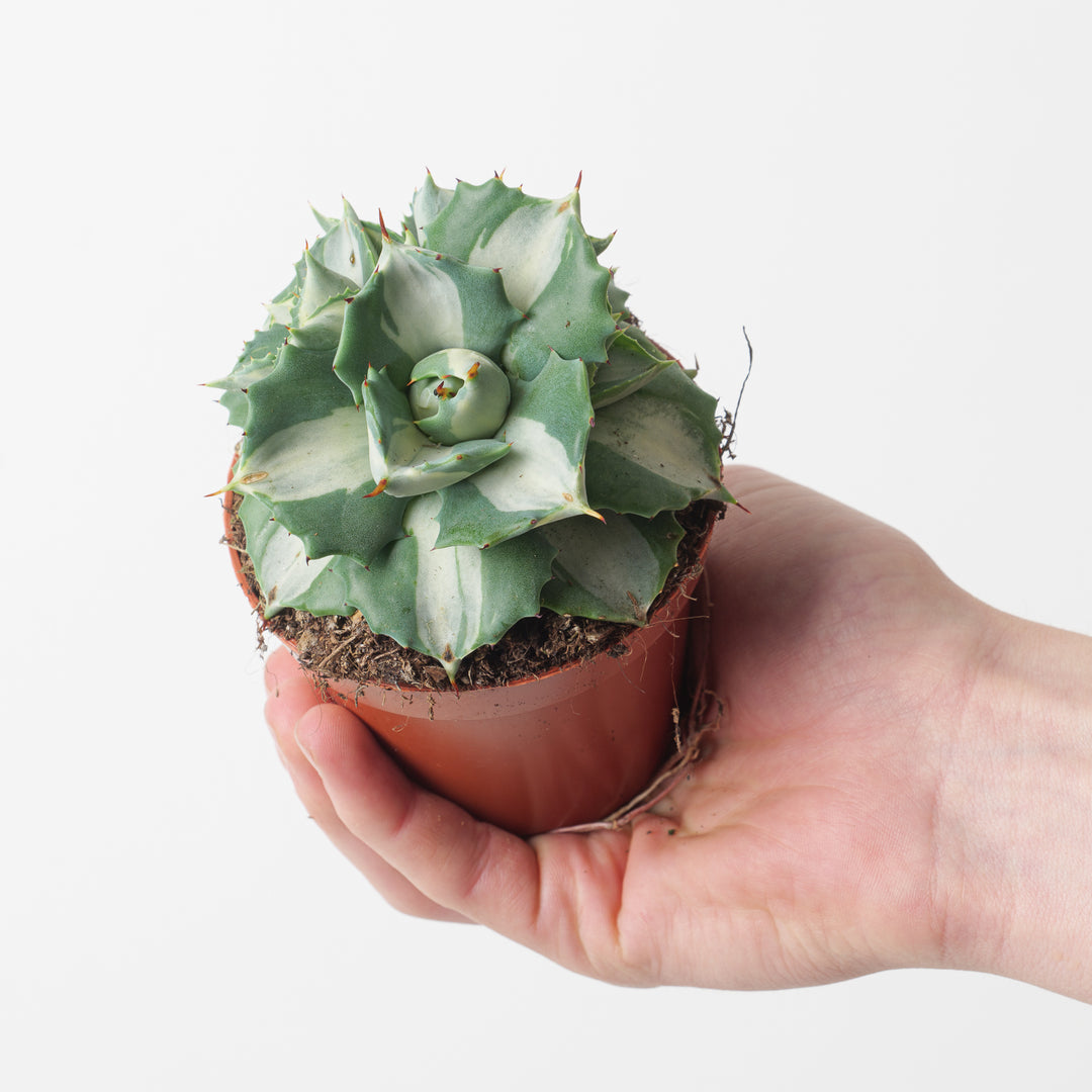 Agave potatorum Ouji-Raijin variegated - GROW TROPICALS