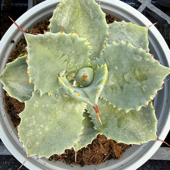 Agave isthmensis Plants GrowTropicals
