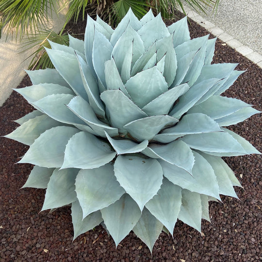 Agave ovatifolia 'Vanzie' Plants - Outdoor GROW TROPICALS
