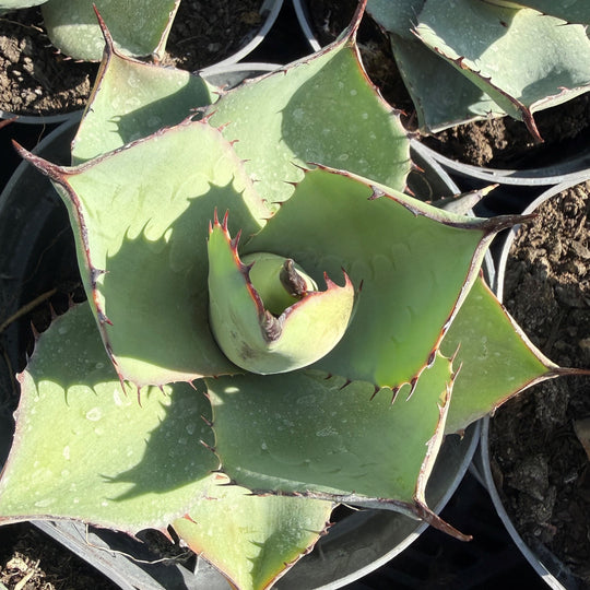 Agave parryi red select Plants - Outdoor GROW TROPICALS
