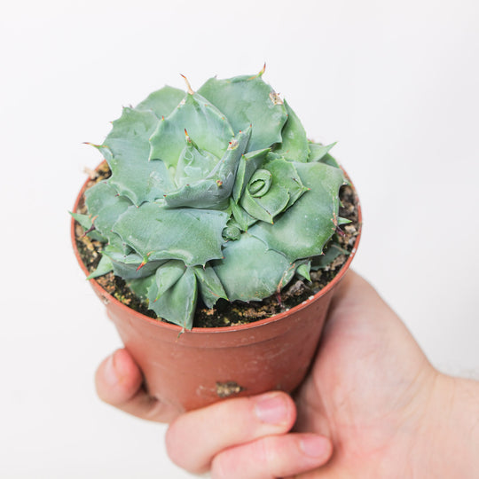 Agave potatorum 'Compacta' potted plant