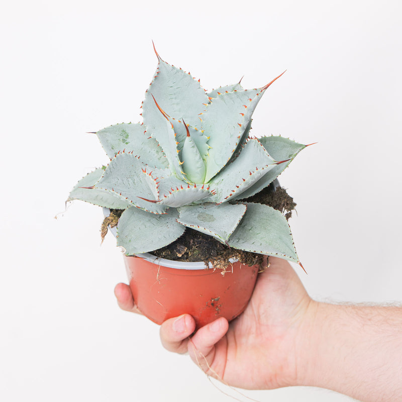 Agave pygmaea 'Dragon Toes' potted plant