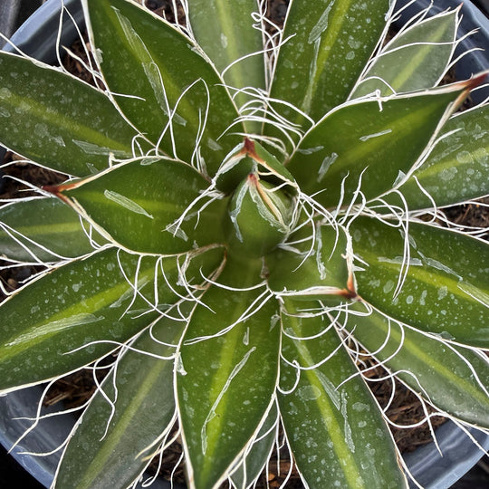 Agave schidigera 'Black Widow' Plants - Outdoor GROW TROPICALS