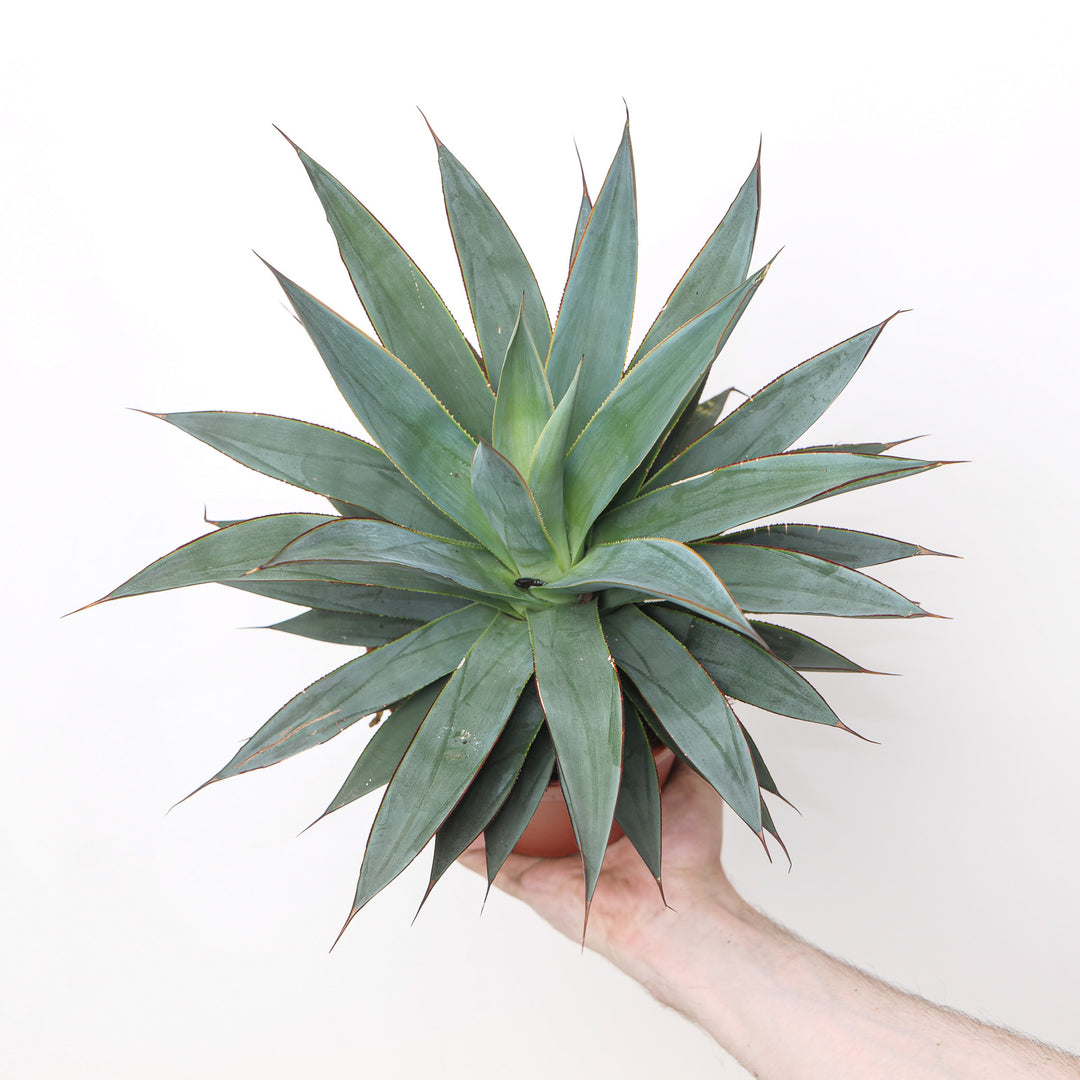 Agave 'Shaka Zulu' Plants - Outdoor GROW TROPICALS