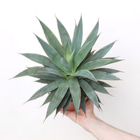 Agave 'Shaka Zulu'