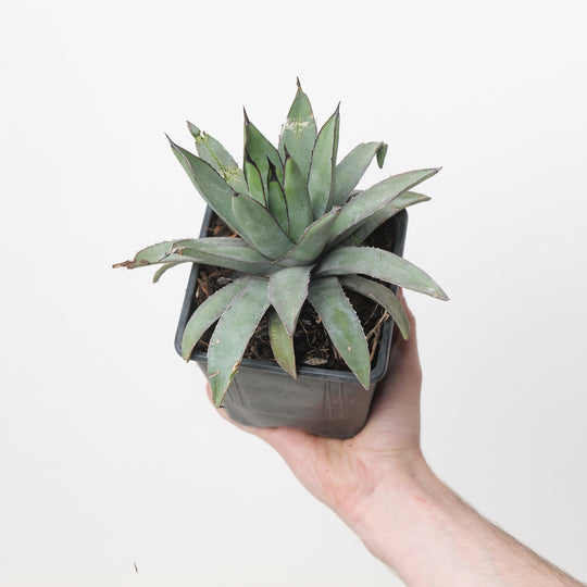 Agave 'Blue Emperor' Plants - Outdoor GROW TROPICALS