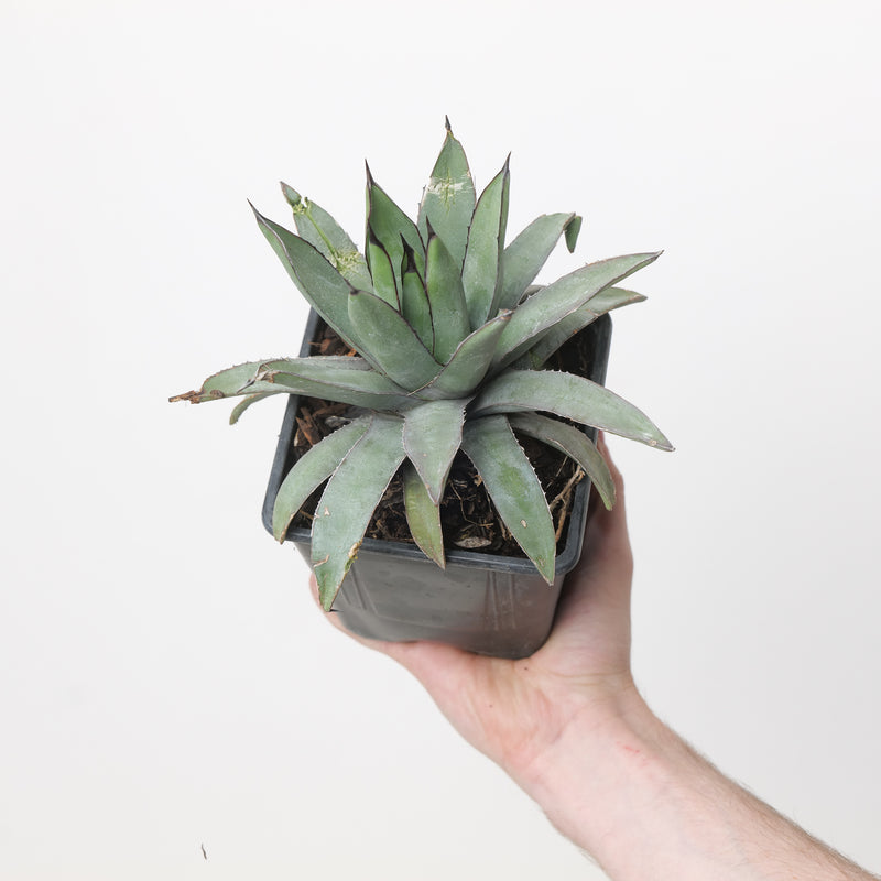 Agave 'Blue Emperor' Plants - Outdoor GROW TROPICALS