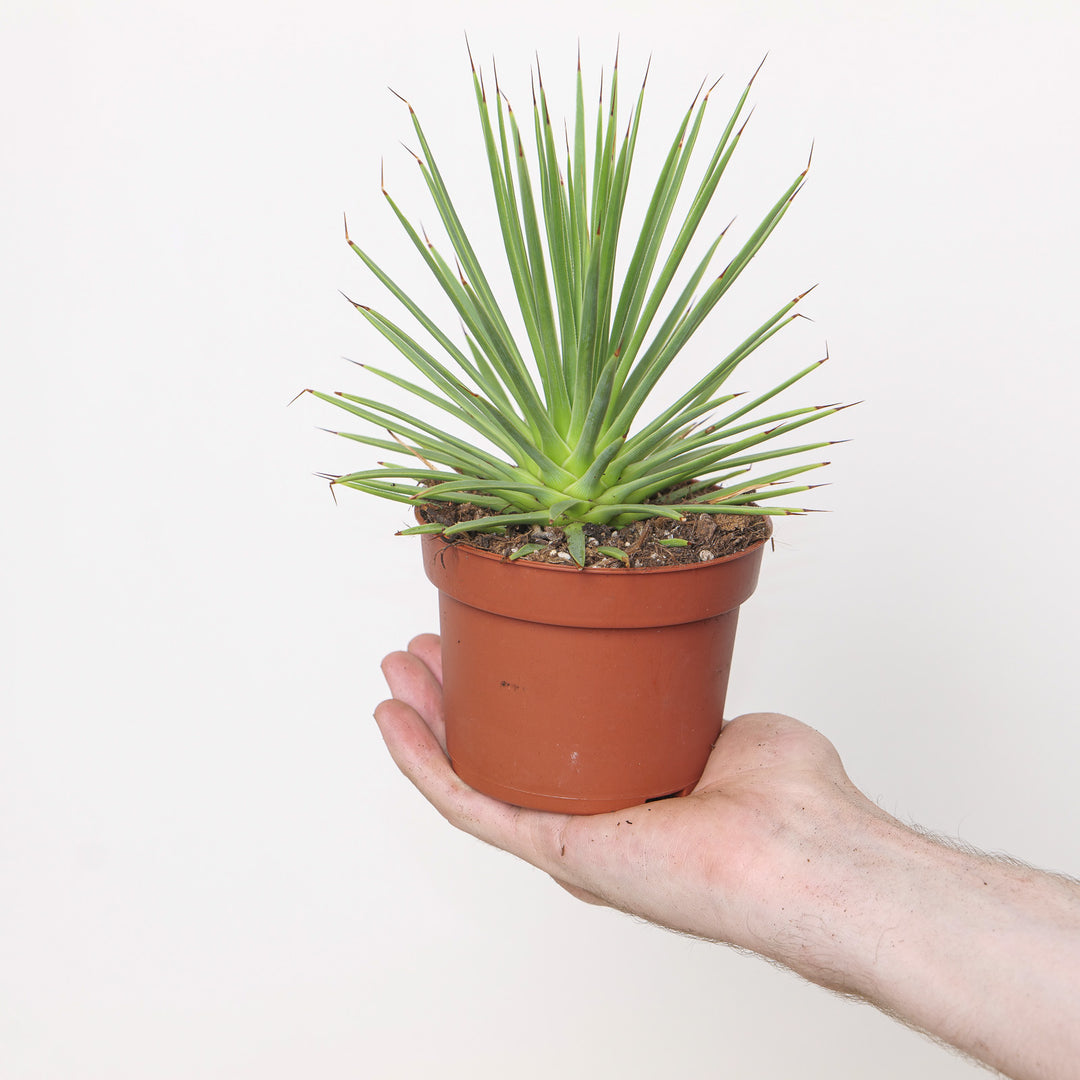 Agave stricta 'Nana' Plants - Outdoor GROW TROPICALS