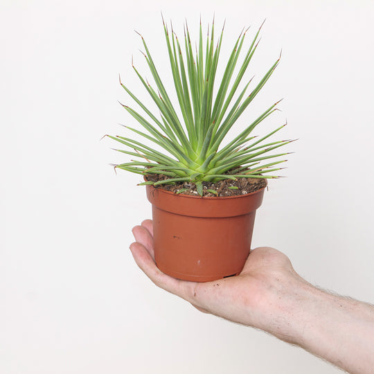 Agave stricta 'Nana' Plants - Outdoor GROW TROPICALS
