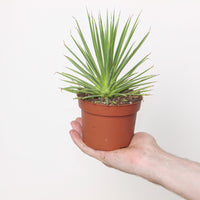 Agave stricta 'Nana'