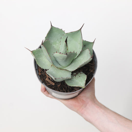 Agave parryi red select Plants - Outdoor GROW TROPICALS