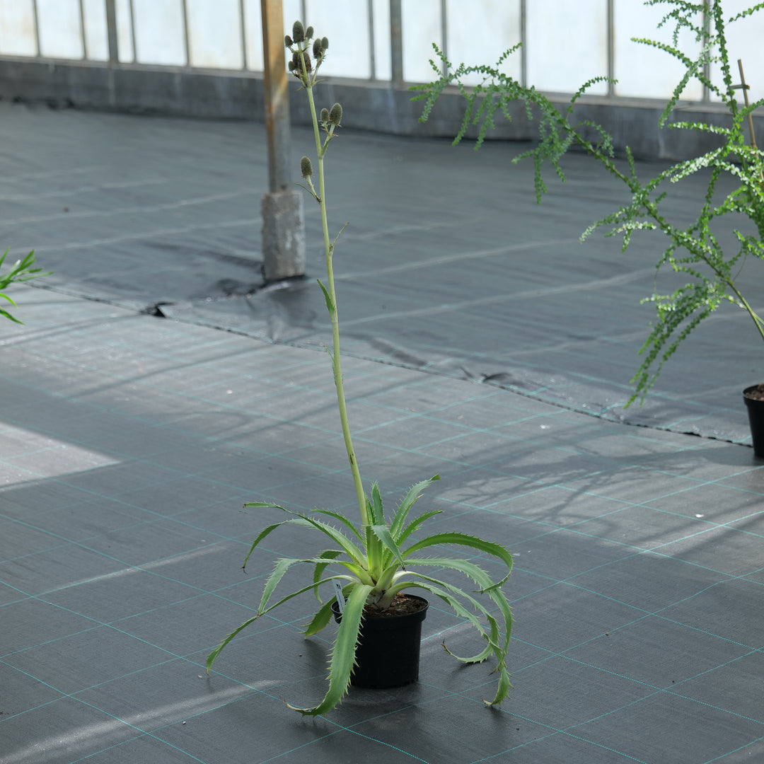 Eryngium agavifolium