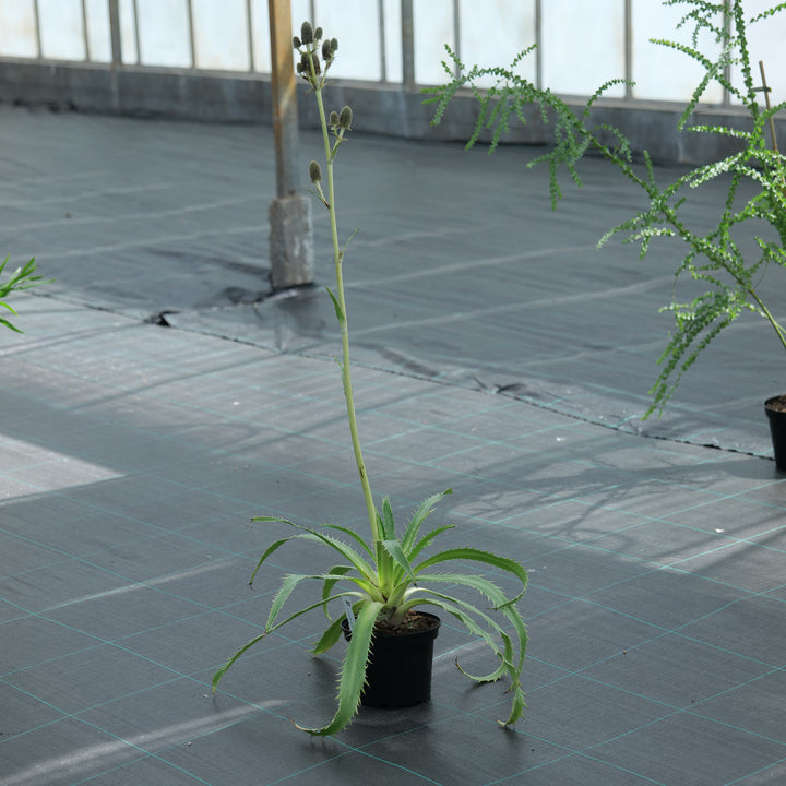 Eryngium agavifolium
