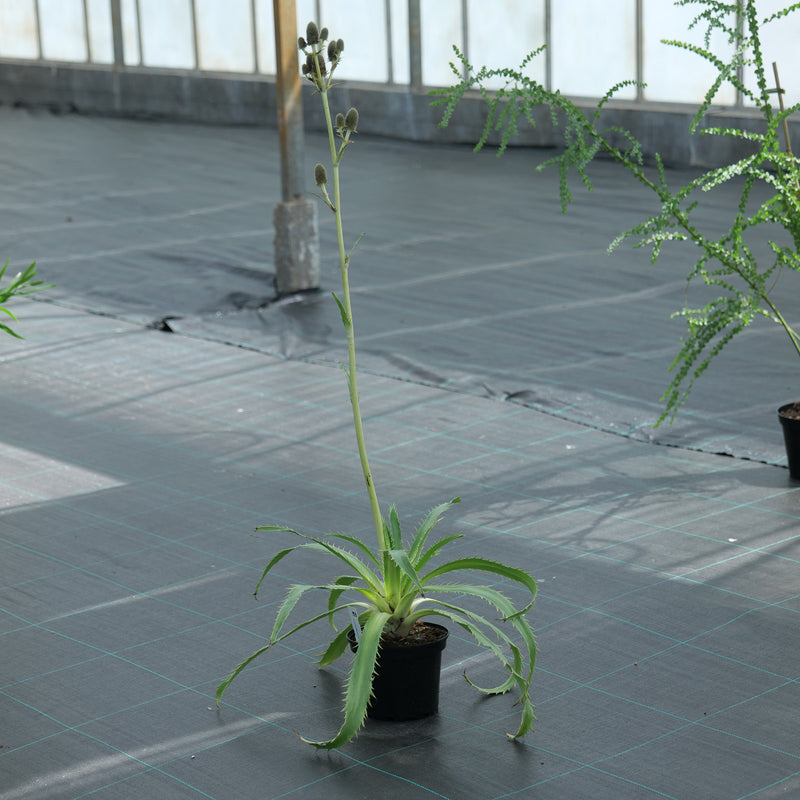 Eryngium agavifolium Plants - Outdoor GROW TROPICALS