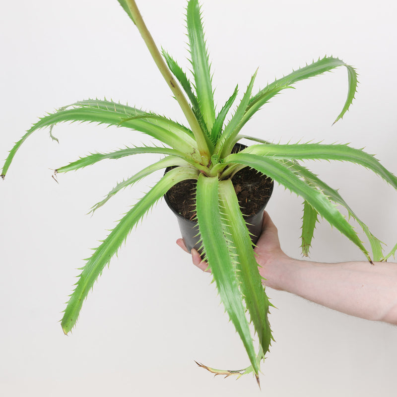 Eryngium agavifolium 17cm / 2L Plants - Outdoor GROW TROPICALS