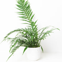 Aglaomorpha coronans 'Snake Leaf Fern'