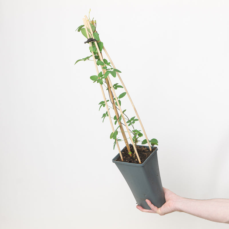 Akebia quinata | Chocolate Vine — 17cm / 2L