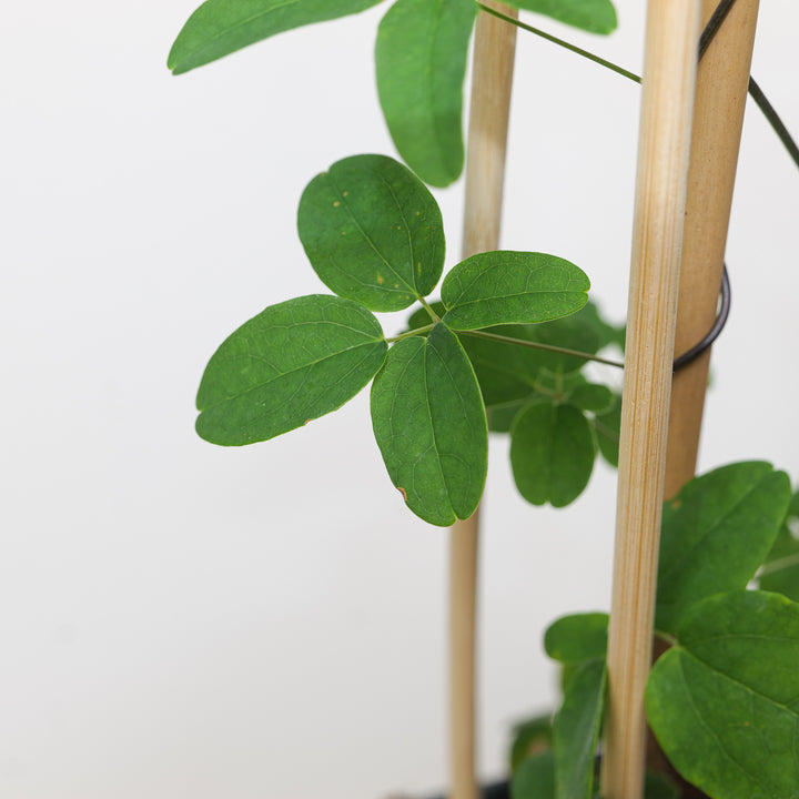 Akebia quinata | Chocolate Vine