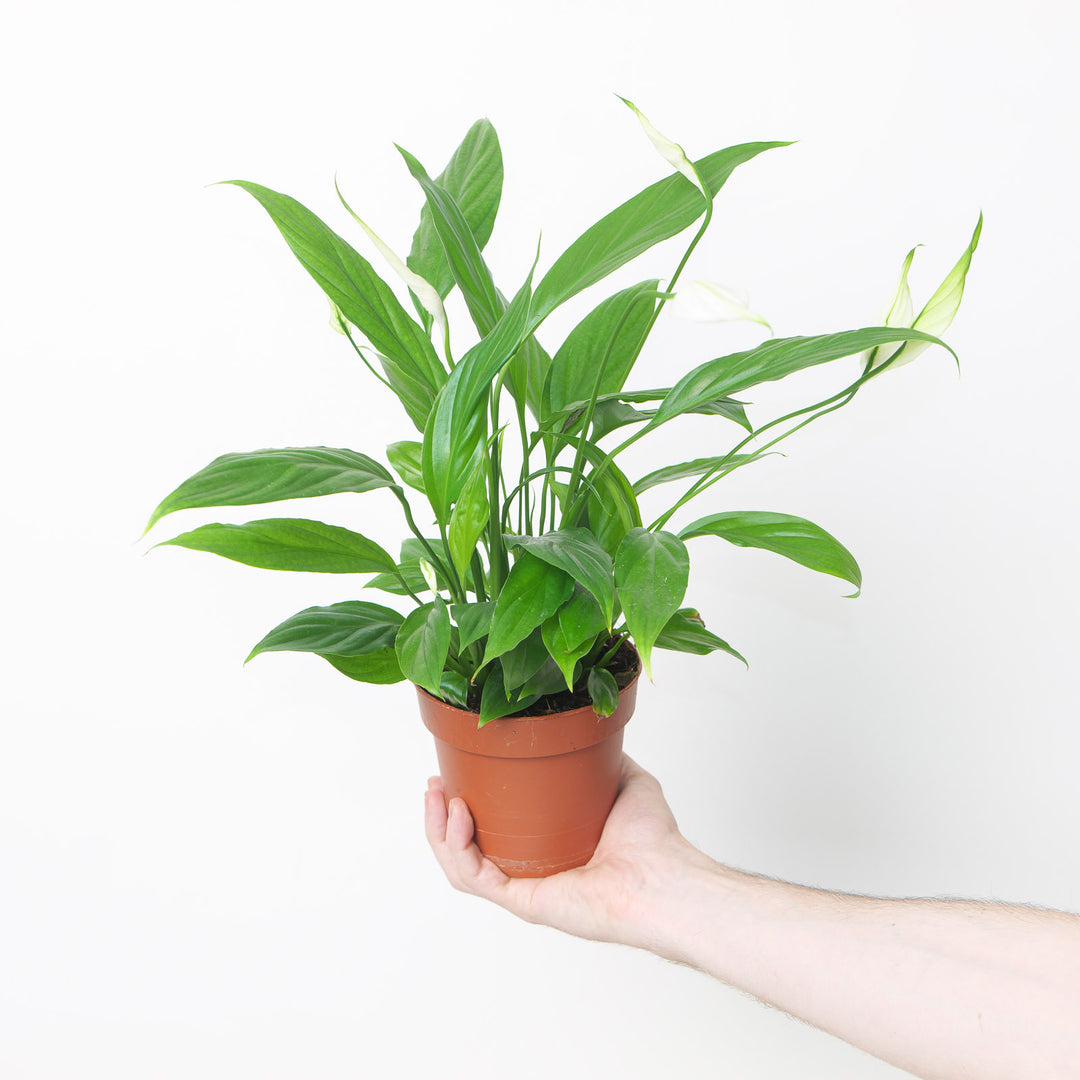 Spathiphyllum sp. 'Alana' Plants GrowTropicals