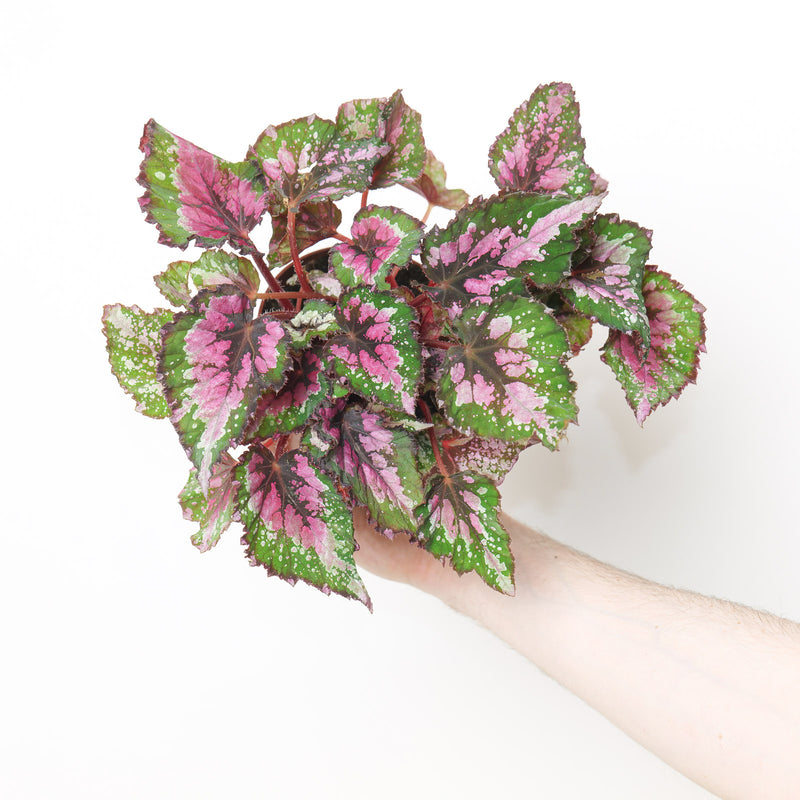 Begonia 'Alaska Creek' Plants GrowTropicals