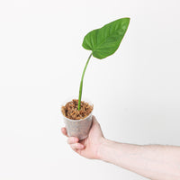 Philodendron alatiundulatum