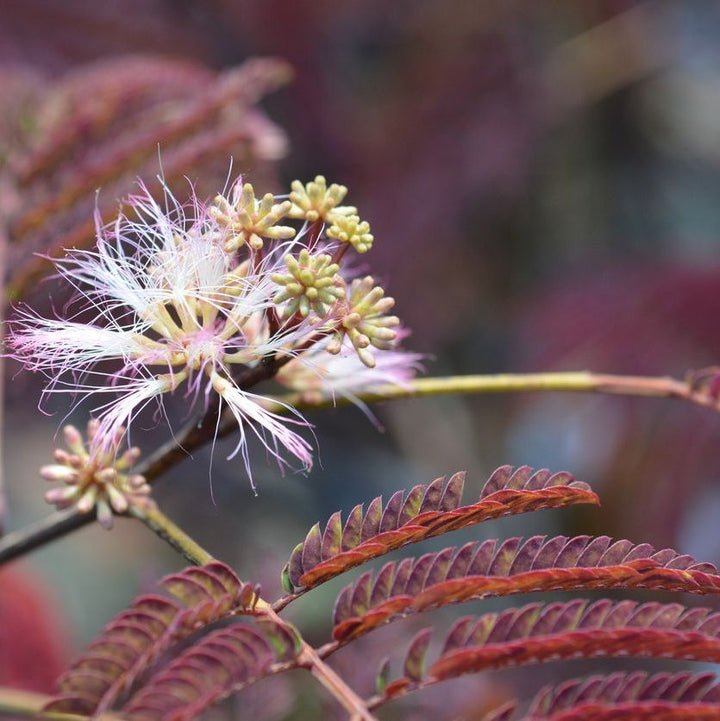 Albizia julibrissin 'Summer Chocolate' Plants - Outdoor GROW TROPICALS