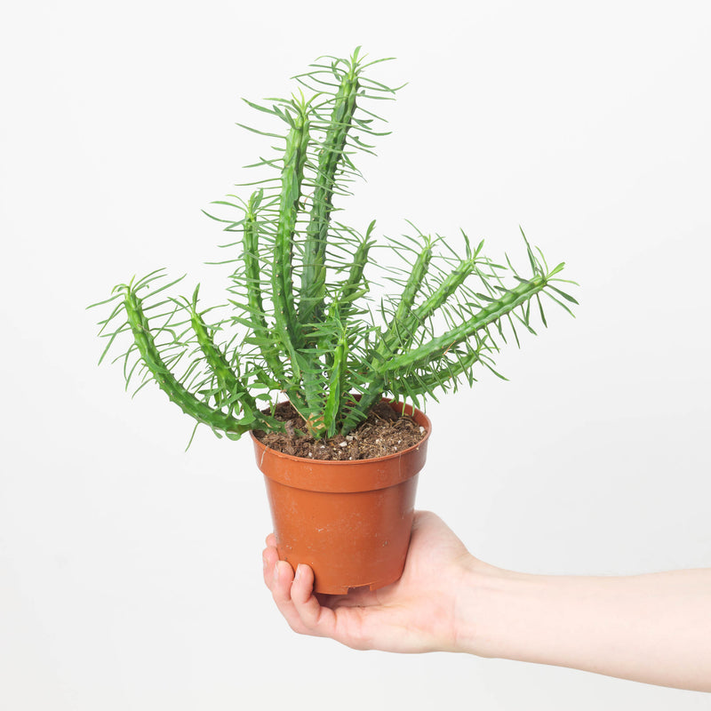Euphorbia loricata Plants GrowTropicals