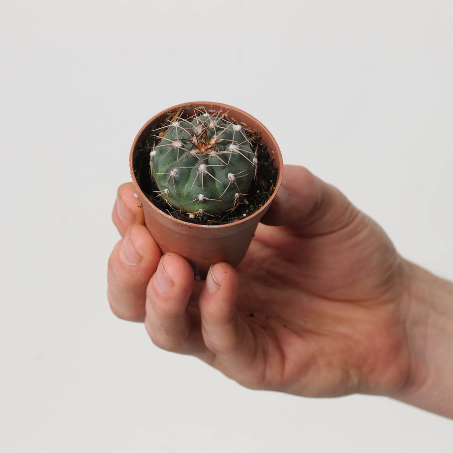 Gymnocalycium albiareolatum - GROW TROPICALS