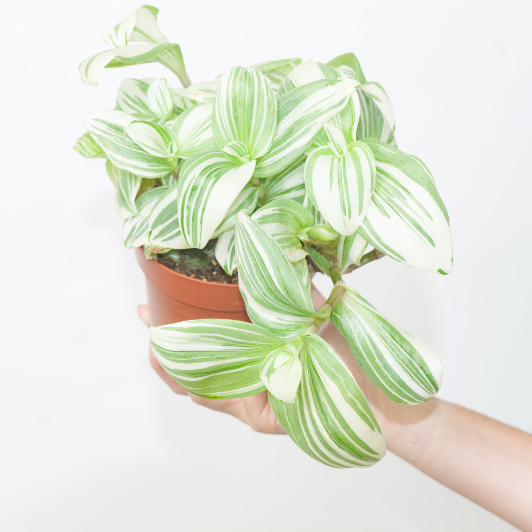 Tradescantia albiflora 'Giant' Plants GrowTropicals