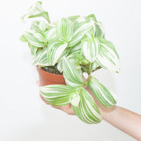 Tradescantia albiflora 'Giant'