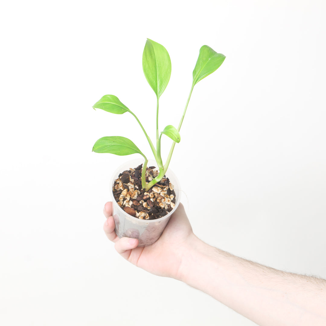 Stenospermation albifolium Plants GrowTropicals