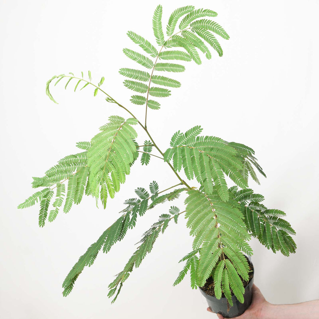 Albizia julibrissin 'Tropical Dream'