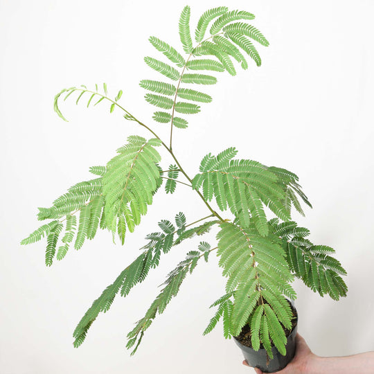 Albizia julibrissin 'Tropical Dream'