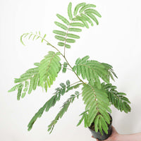 Albizia julibrissin 'Tropical Dream'