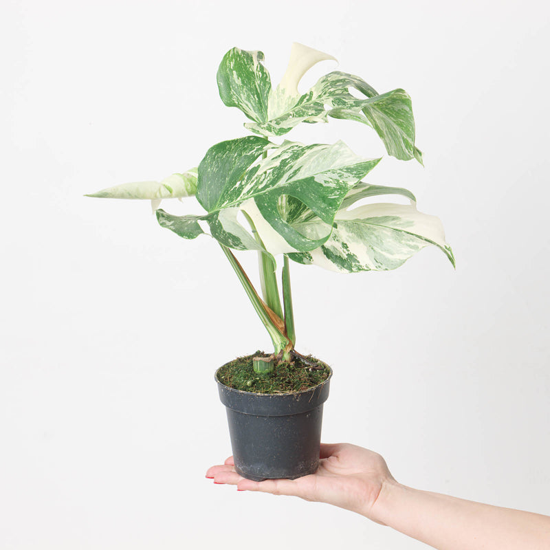 Imperfect Monstera deliciosa Albo Variegata Plants GrowTropicals