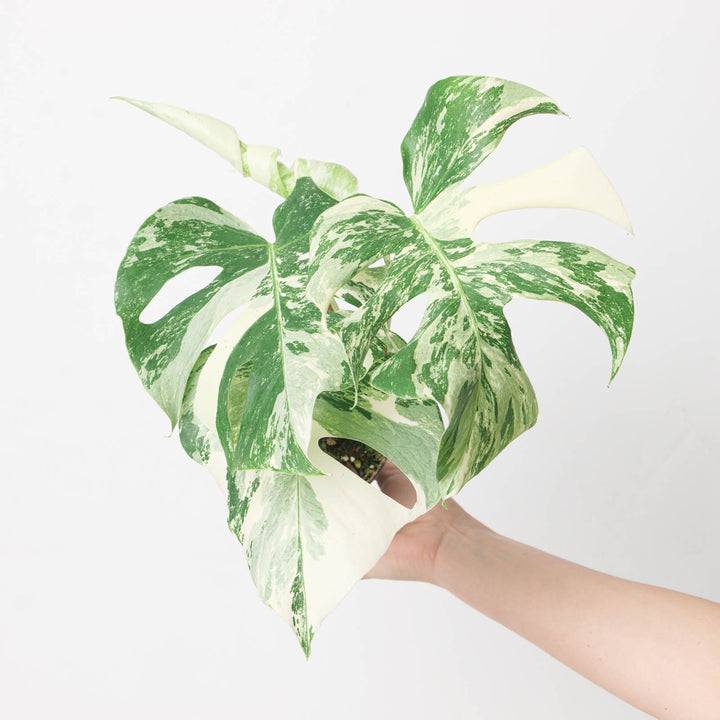 Monstera Albo | Monstera deliciosa Variegated - GROW TROPICALS