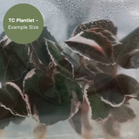 Anoectochillus  Black Swan Albo (TC Plantlet) - Preorder