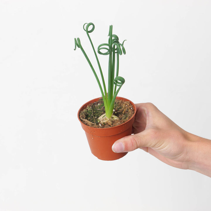 Albuca spiralis | Frizzle Sizzle - GROW TROPICALS