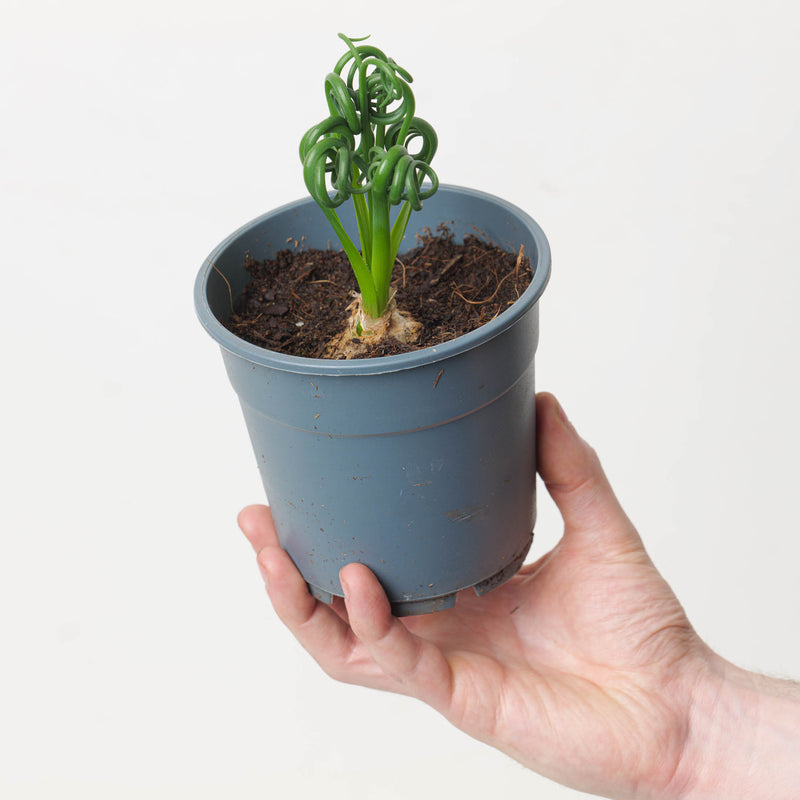 Albuca spiralis | Frizzle Sizzle — 12cm