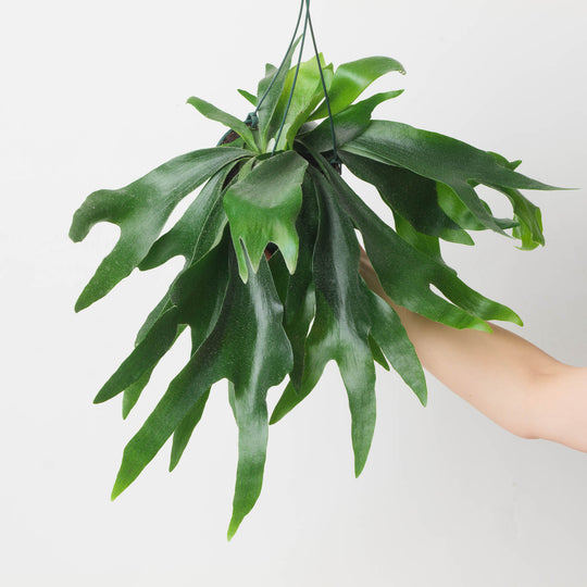 Platycerium alcicorne 14cm Hanging Plants GrowTropicals