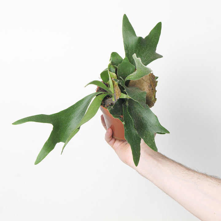 Platycerium alcicorne 12cm Plants GrowTropicals