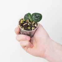 Monstera alcirana