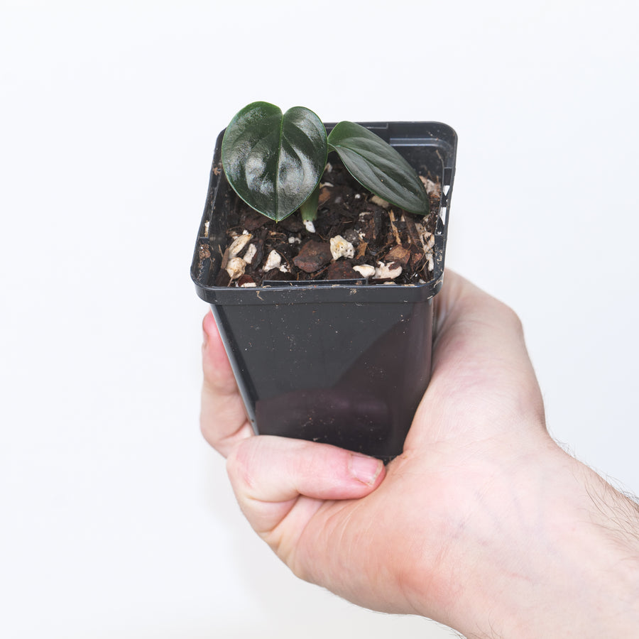 Monstera alcirana 7cm Plants GrowTropicals