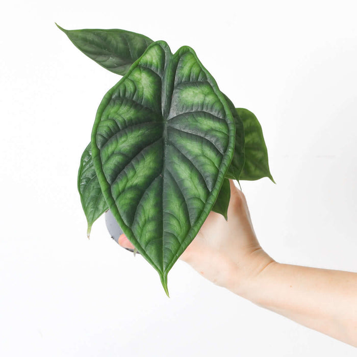 Alocasia 'Dragon Scale'