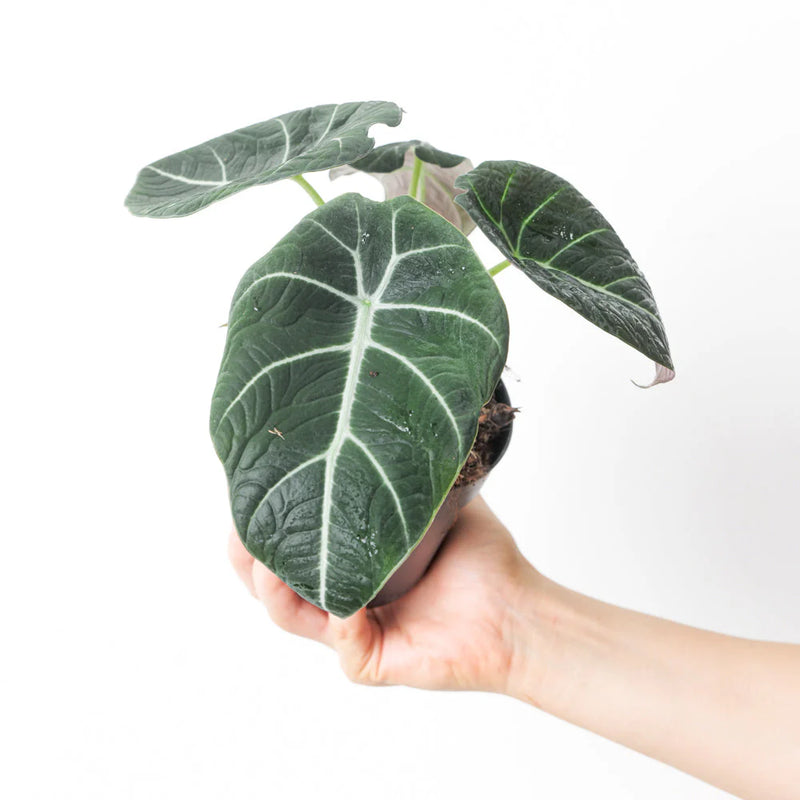 Alocasia Plant Bundle Plant Bundle GrowTropicals