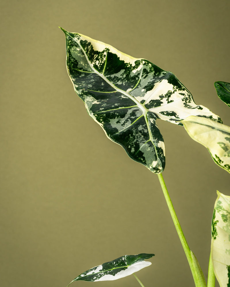 Blog & News