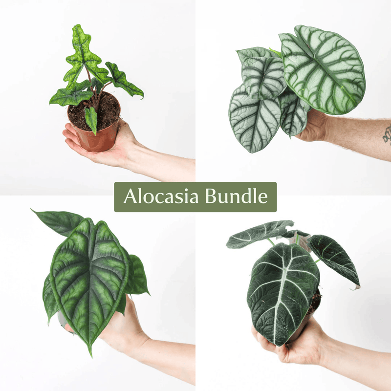 Alocasia Plant Bundle Plant Bundle GrowTropicals